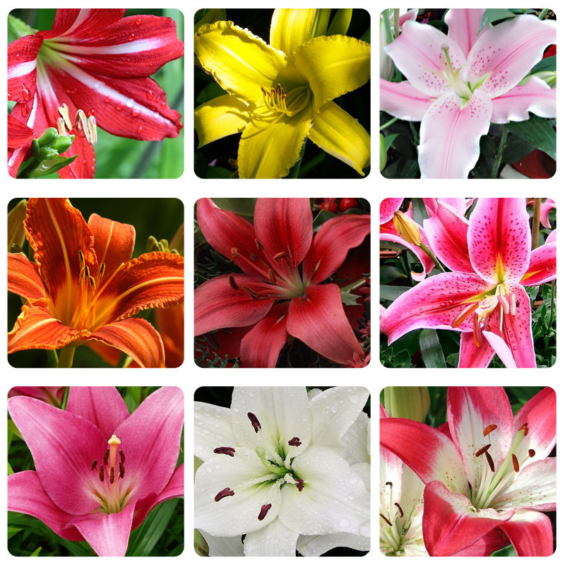 Cheap Perfume Lily Seeds Mixing Different Varieties 100 PCS Lily Garland Lilium brownii Flower indoor Bonsai Courtyard Garden Plant
Cheap Perfume Lily Seeds Mixing Different Varieties 100 PCS Lily Garland Lilium brownii Flower indoor Bonsai Courtyard Garden Plant