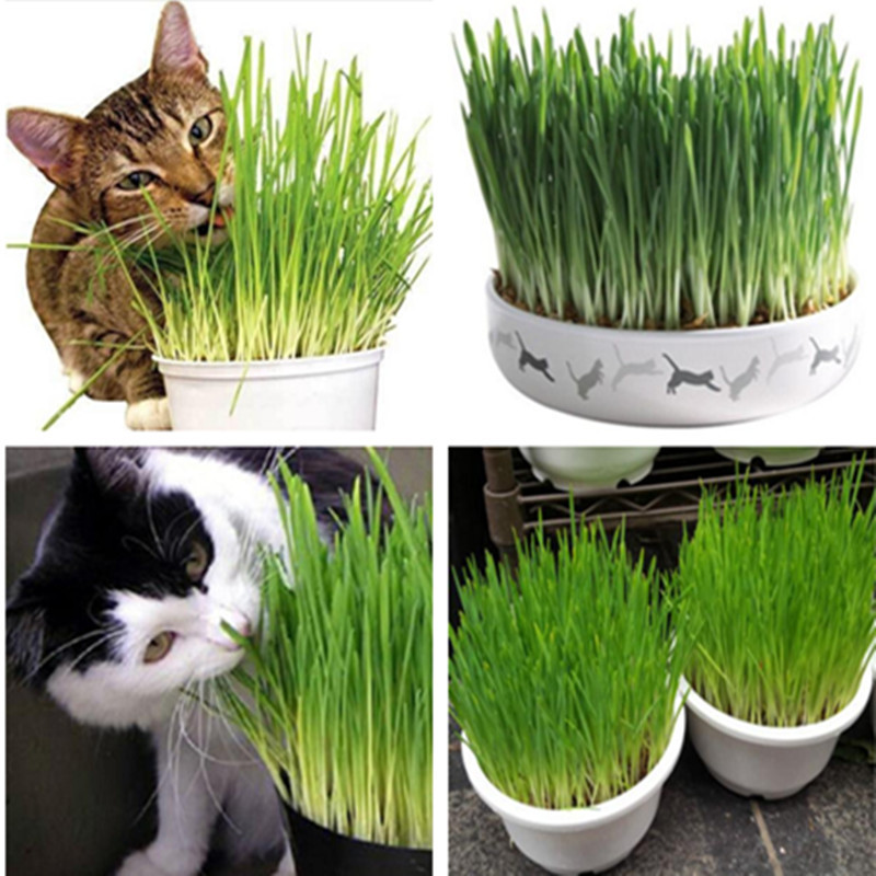 Cat Grass Seeds Triticum Aestivum Small Catnip Seeds Kitten Wheat Grass Bonsai Cat Spit Hair Balls Health Care Cat 100 PCS/bag
Cat Grass Seeds Triticum Aestivum Small Catnip Seeds Kitten Wheat Grass Bonsai Cat Spit Hair Balls Health Care Cat 100 PCS/bag