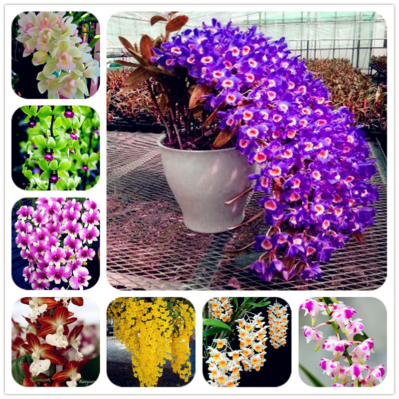 Free Shipping 100 Pcs / Packing Dendrobium Seeds Potted Flower Seed Variety Complete The Budding Rate 95% Mixed Colors Sementes
Free Shipping 100 Pcs / Packing Dendrobium Seeds Potted Flower Seed Variety Complete The Budding Rate 95% Mixed Colors Sementes