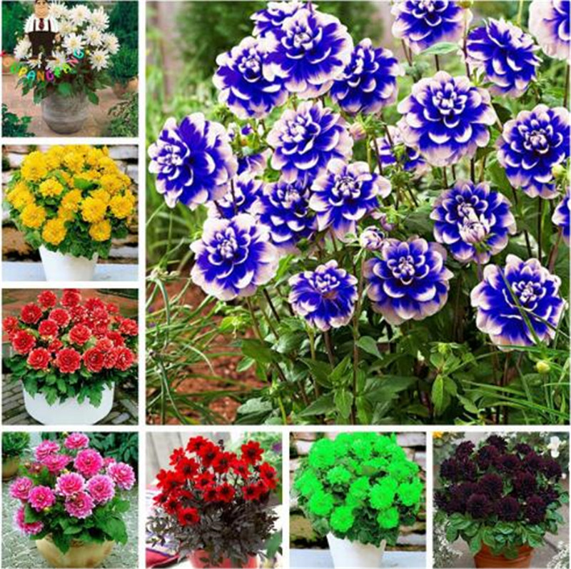 100 Pcs/Bag Dahlia Flower Dahlia Seeds Charming Bonsai Flower Seeds (Not Dahlia Bulbs) High Germination Home Garden Potted Plant
100 Pcs/Bag Dahlia Flower Dahlia Seeds Charming Bonsai Flower Seeds (Not Dahlia Bulbs) High Germination Home Garden Potted Plant
