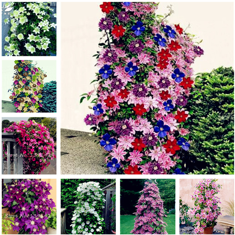 Hot Sale! 100 Pcs Clematis Seeds,Clematis Vine Seeds Perennial Flower Seeds Climbing Clematis Plants Bonsai Pot Garden Decor Potted Plant
Hot Sale! 100 Pcs Clematis Seeds,Clematis Vine Seeds Perennial Flower Seeds Climbing Clematis Plants Bonsai Pot Garden Decor Potted Plant