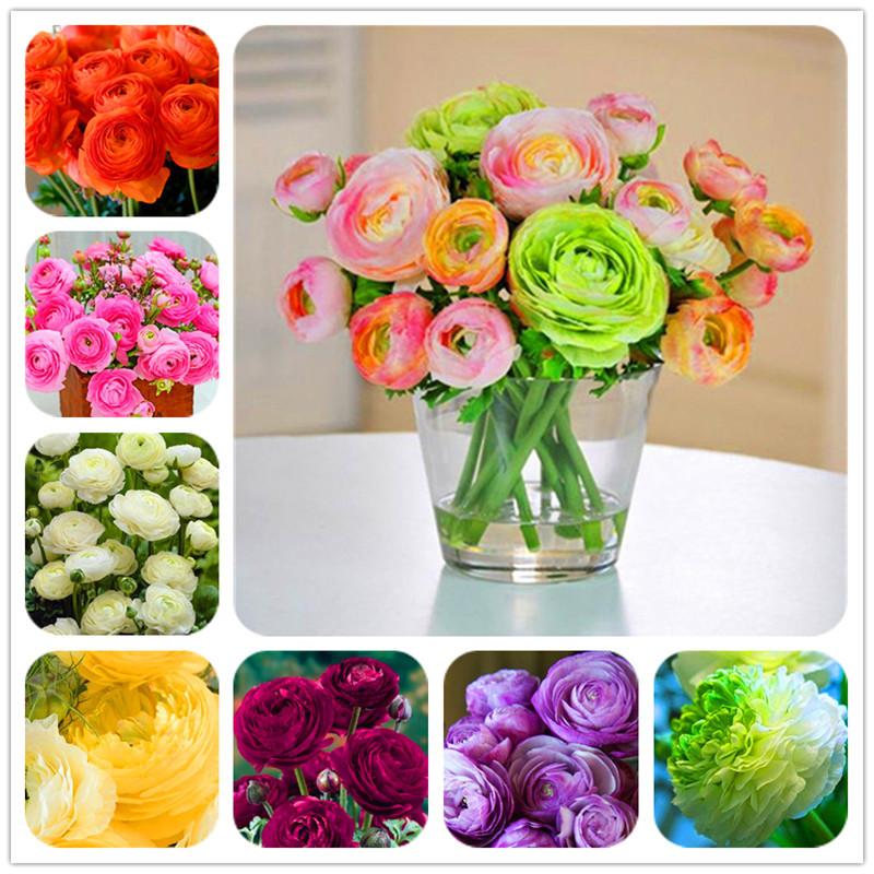 Hot Sale 100 Pcs Ranunculus asiaticus Flower Seeds For Home & Garden DIY Plants Persian Buttercup Seed Flower Bulbs Free Shipping 
Hot Sale 100 Pcs Ranunculus asiaticus Flower Seeds For Home & Garden DIY Plants Persian Buttercup Seed Flower Bulbs Free Shipping