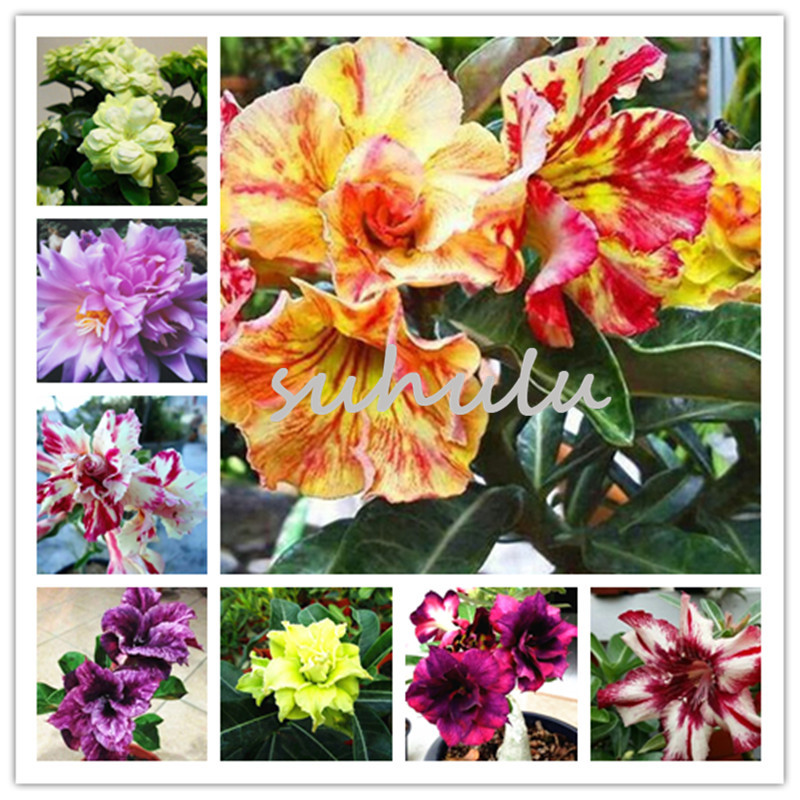 3 pcs/bag Desert Rose seeds,Adenium Obesum Seeds Double Petals bonsai flowers Seeds 100% true seed potted plant for home garden
3 pcs/bag Desert Rose seeds,Adenium Obesum Seeds Double Petals bonsai flowers Seeds 100% true seed potted plant for home garden