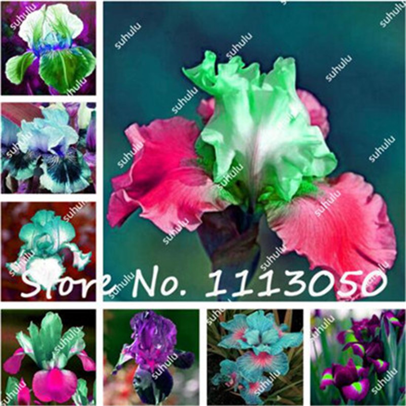 100 Pcs Rare Color Iris Seeds,Iris Flower,Bonsai Flower Seeds,24 Colors to Choose,Perennial Flower Seeds, Plant for Home Garden
100 Pcs Rare Color Iris Seeds,Iris Flower,Bonsai Flower Seeds,24 Colors to Choose,Perennial Flower Seeds, Plant for Home Garden