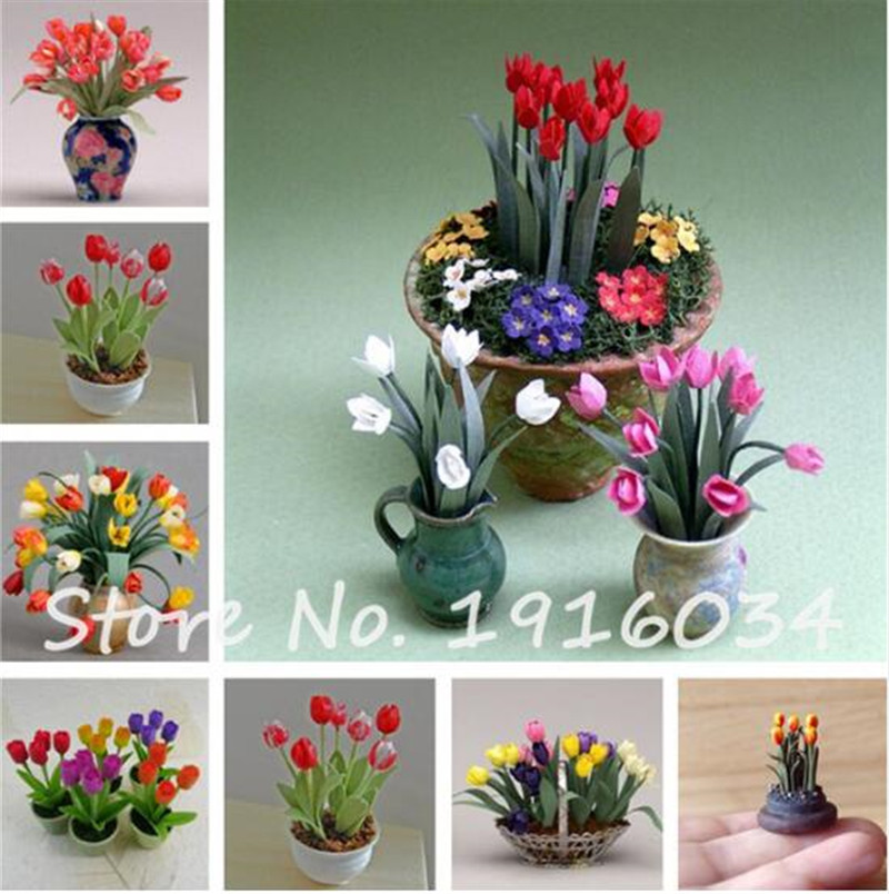 100 Pcs Mini Tulip Seeds,Rare Color Tulip Flower Seeds for Home Garden Bonsai Potted Plants Perennial Indoor Flower Pot Decor 
100 Pcs Mini Tulip Seeds,Rare Color Tulip Flower Seeds for Home Garden Bonsai Potted Plants Perennial Indoor Flower Pot Decor