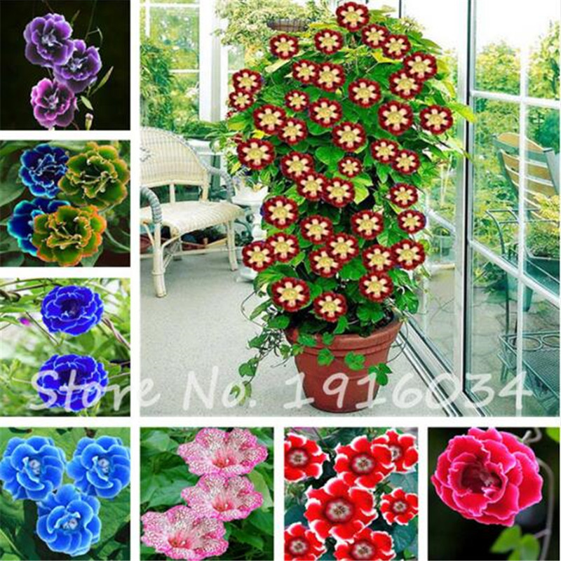 2018 New Arrival! Climbing Gloxinia Seeds Perennial Flowering Plants Sinningia Speciosa Bonsai Balcony Flower Planting-100 Pcs
2018 New Arrival! Climbing Gloxinia Seeds Perennial Flowering Plants Sinningia Speciosa Bonsai Balcony Flower Planting-100 Pcs
