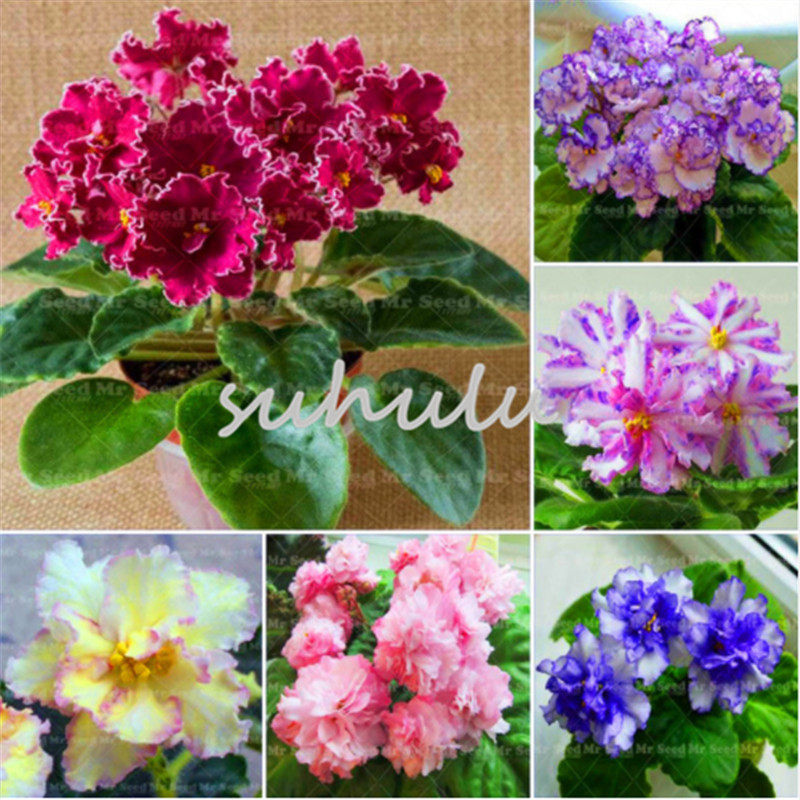 Promotions 100 PCS/bag Colorful Violet Flower Seeds Rare Garden Bonsai Plant Perennial Herbal Flower Seeds Indoor Floral Seeds Beauty Garden
Promotions 100 PCS/bag Colorful Violet Flower Seeds Rare Garden Bonsai Plant Perennial Herbal Flower Seeds Indoor Floral Seeds Beauty Garden