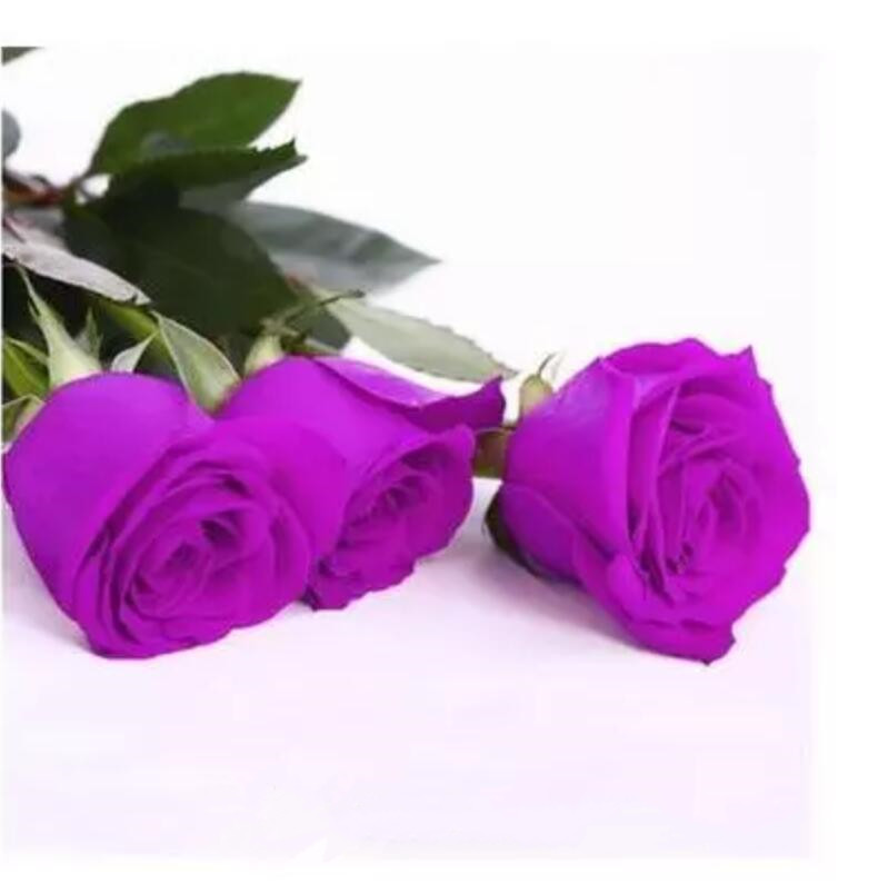 2019 Latest Arrival Flower Seed Purple Rose Seeds 100 Pieces Seeds Per Package Hot Selling Garden Plants 10 Colors Free Shipping
2019 Latest Arrival Flower Seed Purple Rose Seeds 100 Pieces Seeds Per Package Hot Selling Garden Plants 10 Colors Free Shipping