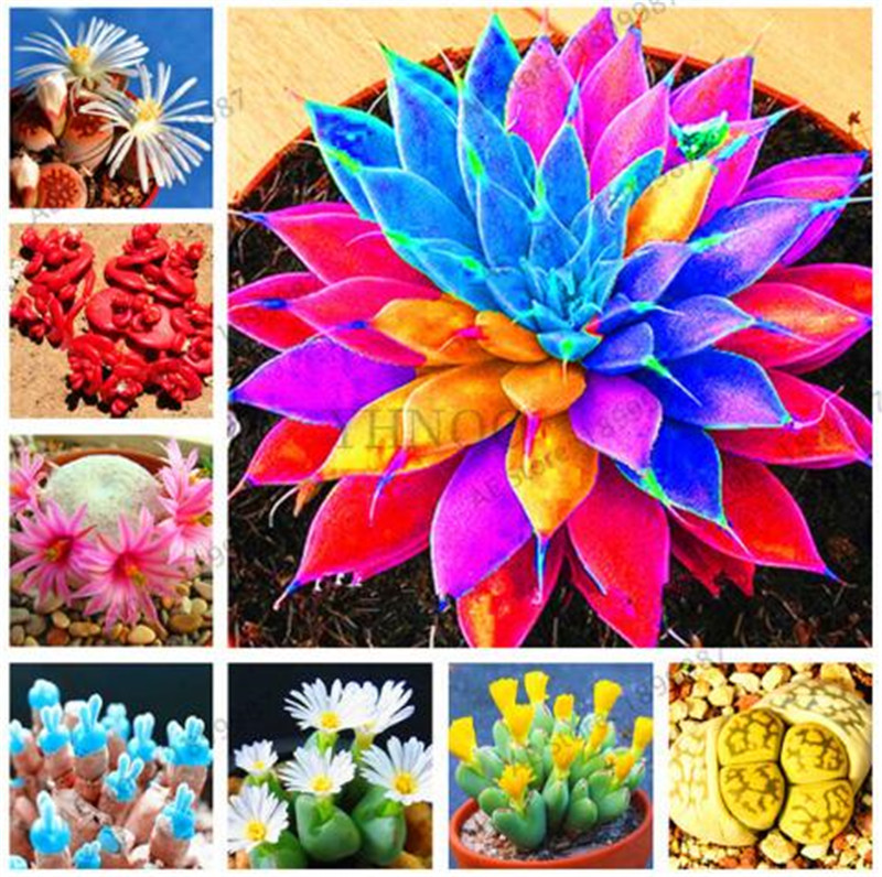 2018 New 100 pcs Garden Decoration Lithops Seeds Living Stone Flower Seeds Rare Succulent Seeds Home Garden Plant
2018 New 100 pcs Garden Decoration Lithops Seeds Living Stone Flower Seeds Rare Succulent Seeds Home Garden Plant
