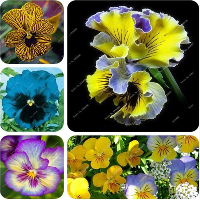 Free Shipping 30 Pcs Exotic Seed Pansy Seeds Mix Color Wavy Viola Tricolor Flower Seeds Indoor Bonsai Potted DIY Home&Garden
Free Shipping 30 Pcs Exotic Seed Pansy Seeds Mix Color Wavy Viola Tricolor Flower Seeds Indoor Bonsai Potted DIY Home&Garden