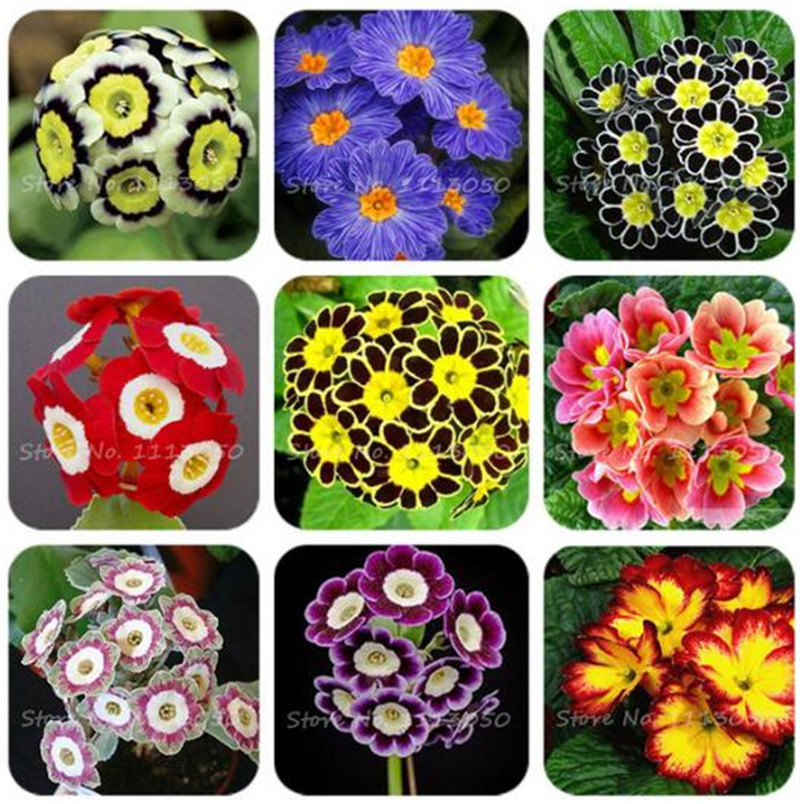 Imported Evening Primrose Seeds, Primula Malacoides Flowering Plants 50 Pcs Home Garden Hardy Plant For Flower Pot Planters
Imported Evening Primrose Seeds, Primula Malacoides Flowering Plants 50 Pcs Home Garden Hardy Plant For Flower Pot Planters