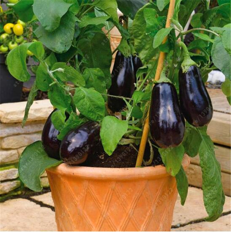 100 pcs/bag purple eggplant seeds,bonsai Organic seeds vegetables,Balcony or courtyard potted plant Edible food seeds for garden
100 pcs/bag purple eggplant seeds,bonsai Organic seeds vegetables,Balcony or courtyard potted plant Edible food seeds for garden