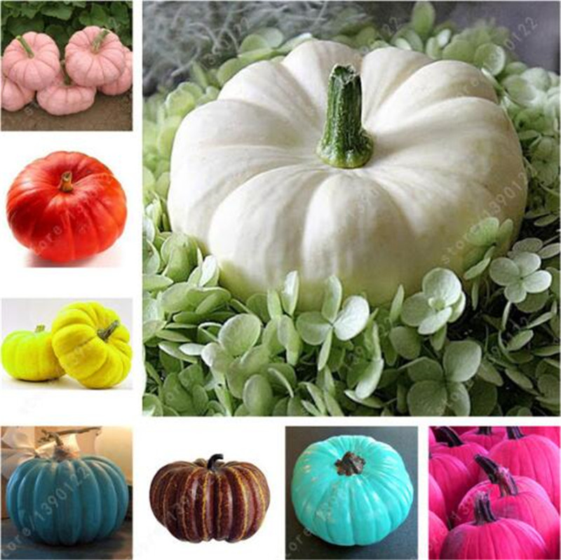 30 pcs Giant Pumpkin Seeds, Big Squash-Zucchini Seeds, Bonsai Organic Fruit Vegetable Seeds,Mixed colours,Plant for Home Garden
30 pcs Giant Pumpkin Seeds, Big Squash-Zucchini Seeds, Bonsai Organic Fruit Vegetable Seeds,Mixed colours,Plant for Home Garden