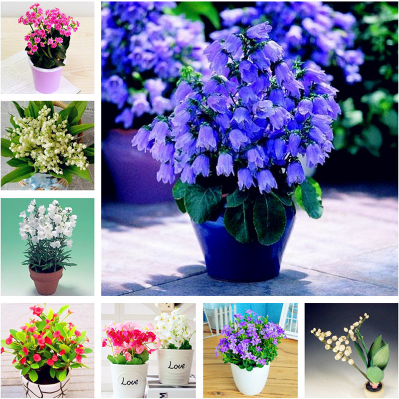 Big Sale 100 pcs/bag Rare Campanula seeds,Campanula Chile Rosea,flower Campanula,Chilean Bellflower,Evergreen,plant for home garden
Big Sale 100 pcs/bag Rare Campanula seeds,Campanula Chile Rosea,flower Campanula,Chilean Bellflower,Evergreen,plant for home garden