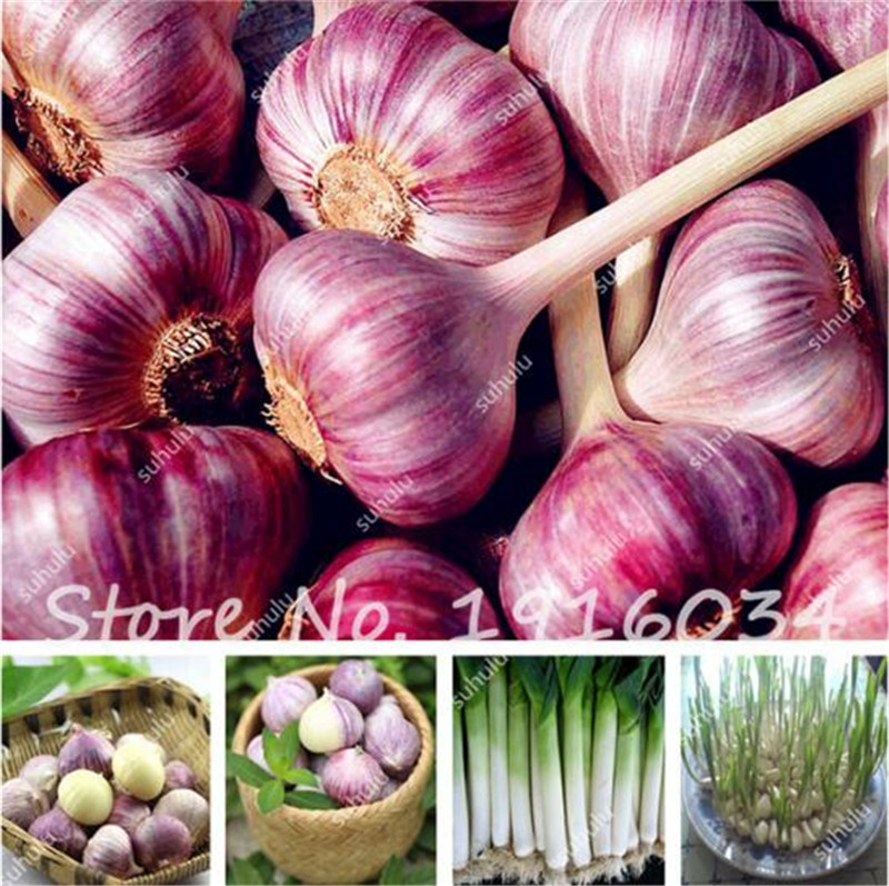 Hot Sale 100 Pcs Garlic Seeds Organic Seeds Vegetables, Kitchen Seasoning Food Bonsai, Vegetable Plant has Cancer Fighting Properties
Hot Sale 100 Pcs Garlic Seeds Organic Seeds Vegetables, Kitchen Seasoning Food Bonsai, Vegetable Plant has Cancer Fighting Properties