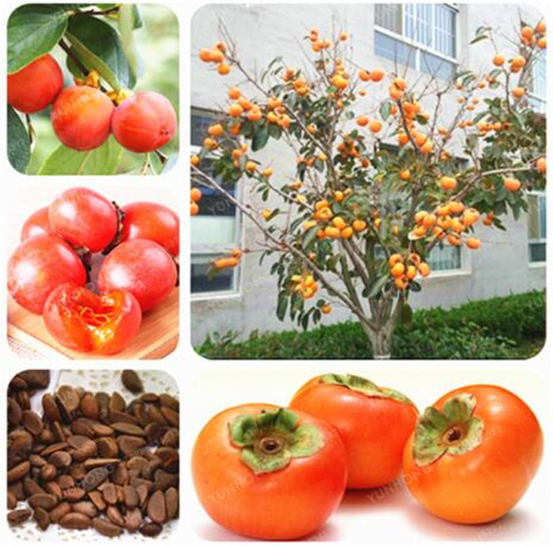 20 Pcs Japanese Persimmon Fruit Tree Seeds Non-GMO Fruit Seeds High Quality Home Garden Plant Diospyros Kaki Seeds
20 Pcs Japanese Persimmon Fruit Tree Seeds Non-GMO Fruit Seeds High Quality Home Garden Plant Diospyros Kaki Seeds