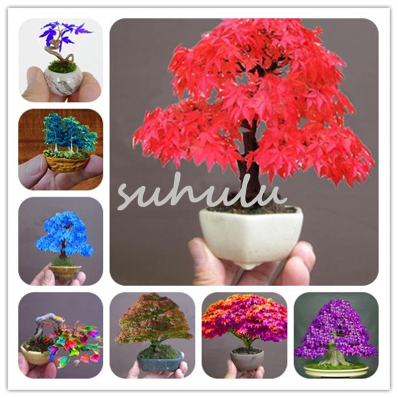 Rare Colorful Mini Maple Seeds 50 Pcs/Bag Mixed Bonsai Tree Plants Pot Suit For Diy Home Garden Japanese Maple So Cute Gift For Kids
Rare Colorful Mini Maple Seeds 50 Pcs/Bag Mixed Bonsai Tree Plants Pot Suit For Diy Home Garden Japanese Maple So Cute Gift For Kids