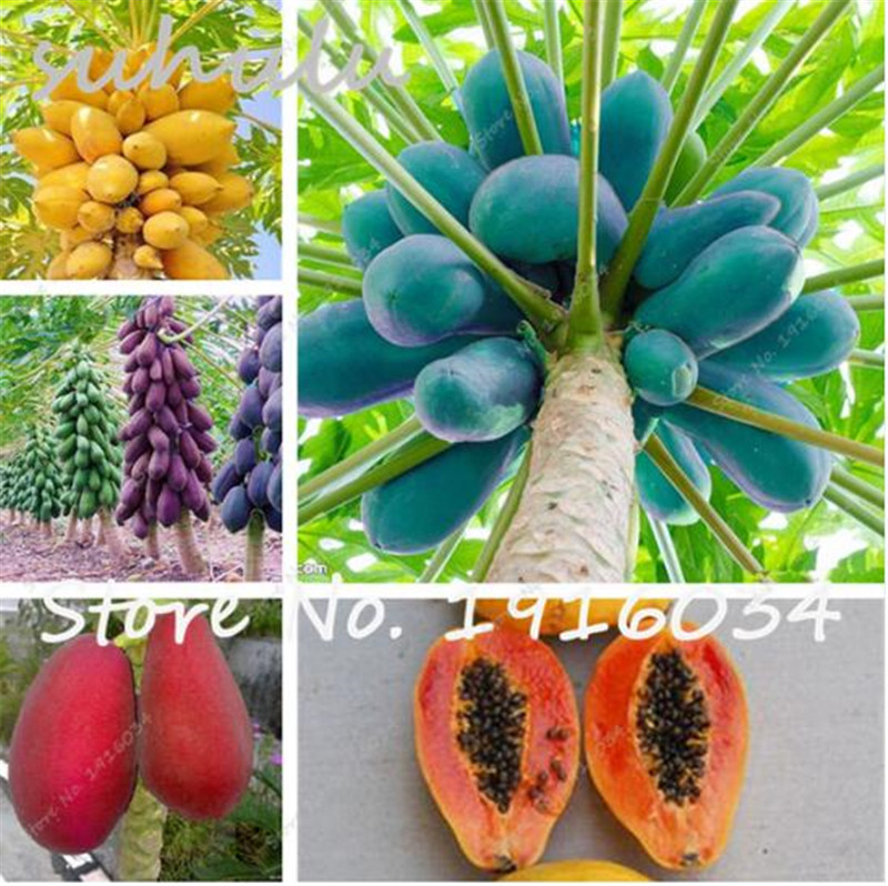 30 Ps/bag Dwarf Hovey Papaya Seeds Bonsai Organic Fruit Seeds Tree Seeds Rare Delicious Fruit Plant Papaya Potted for Home Garden
30 Ps/bag Dwarf Hovey Papaya Seeds Bonsai Organic Fruit Seeds Tree Seeds Rare Delicious Fruit Plant Papaya Potted for Home Garden