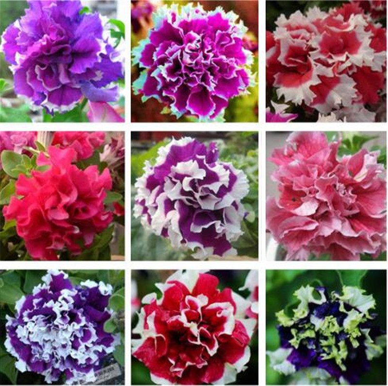 Double Petals Petunia Seeds Bonsai Flower Seeds Short Height Garden Flowers Seeds Indoor Or Ourdoor Home Garden Bonsai 100 Pcs for Sale
Double Petals Petunia Seeds Bonsai Flower Seeds Short Height Garden Flowers Seeds Indoor Or Ourdoor Home Garden Bonsai 100 Pcs for Sale