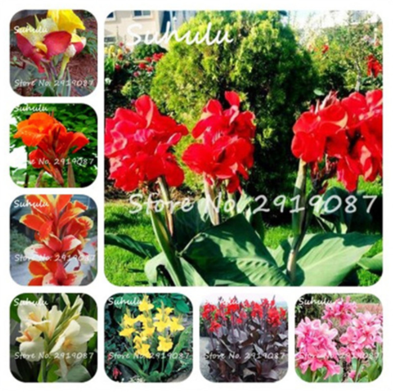 20Pcs /bag Canna Seeds Mix Colors Diy Potted Plants Seeds Indoor/Outdoor Pot Seed Germination Rate Of 95% Free Shipping
20Pcs /bag Canna Seeds Mix Colors Diy Potted Plants Seeds Indoor/Outdoor Pot Seed Germination Rate Of 95% Free Shipping