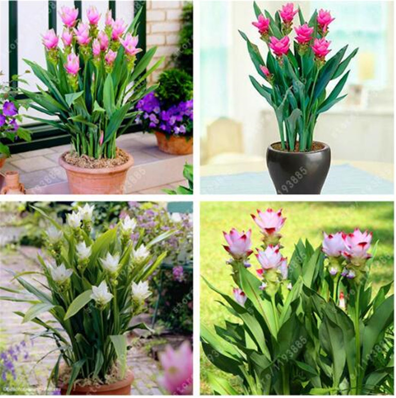 10 pcs/bag Thailand curcuma seeds,also called Siam Tulip seeds,rare flower seeds a member of the Zingeraceae family garden plant
10 pcs/bag Thailand curcuma seeds,also called Siam Tulip seeds,rare flower seeds a member of the Zingeraceae family garden plant