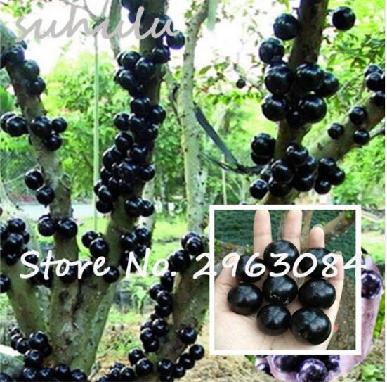 Ornamental Plant Plinia Cauliflora Seeds 100 Pcs Family Myrtaceae Jabuticaba Fruit Seeds Novel Plant Brazilian Grape Tree Seeds
Ornamental Plant Plinia Cauliflora Seeds 100 Pcs Family Myrtaceae Jabuticaba Fruit Seeds Novel Plant Brazilian Grape Tree Seeds