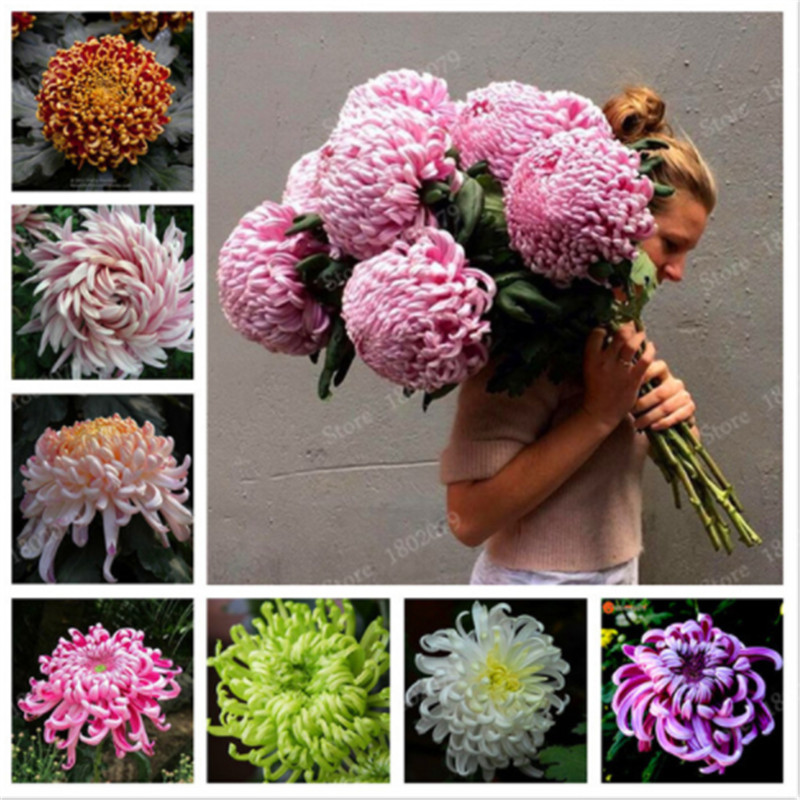 200 Pcs Chinese Mum Seeds Rare Perennial Chrysanthemum Flower Seeds Indoor Bonsai Plants For Home & Garden Mixed Color
200 Pcs Chinese Mum Seeds Rare Perennial Chrysanthemum Flower Seeds Indoor Bonsai Plants For Home & Garden Mixed Color