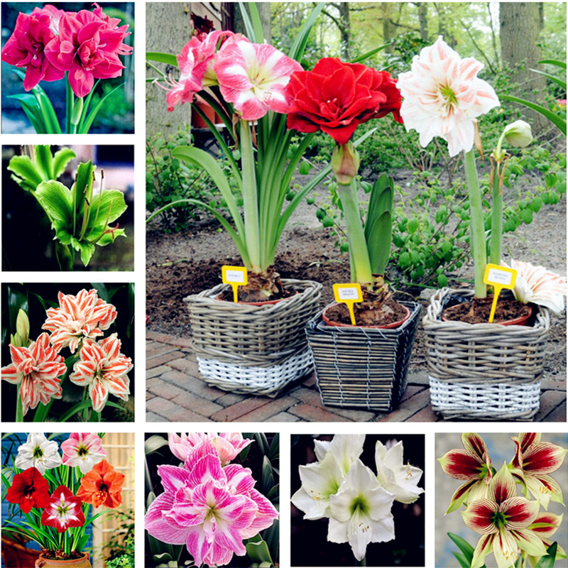 Hot Sale 100 pcs Amaryllis seeds,Amaryllis Flower Seeds, bonsai flower seeds hippeastrum Barbados Lily plant for home garden plant
Hot Sale 100 pcs Amaryllis seeds,Amaryllis Flower Seeds, bonsai flower seeds hippeastrum Barbados Lily plant for home garden plant