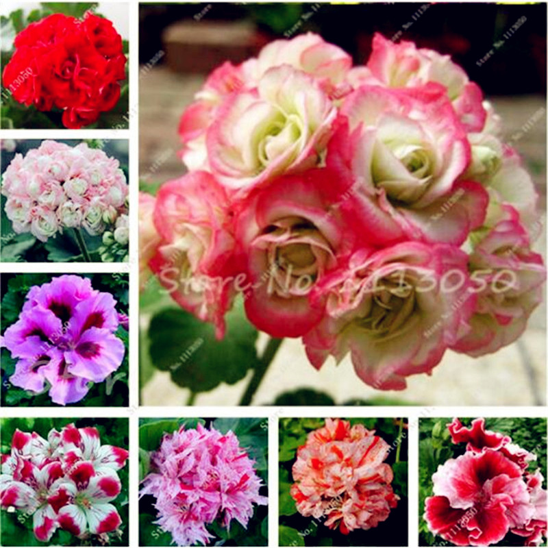 100 Pcs/bag Geranium Seed Potted Flower Seeds Perennial Flower Seeds Pelargonium Peltatum Seeds Indoor Rooms Plant Pot Bonsai
100 Pcs/bag Geranium Seed Potted Flower Seeds Perennial Flower Seeds Pelargonium Peltatum Seeds Indoor Rooms Plant Pot Bonsai