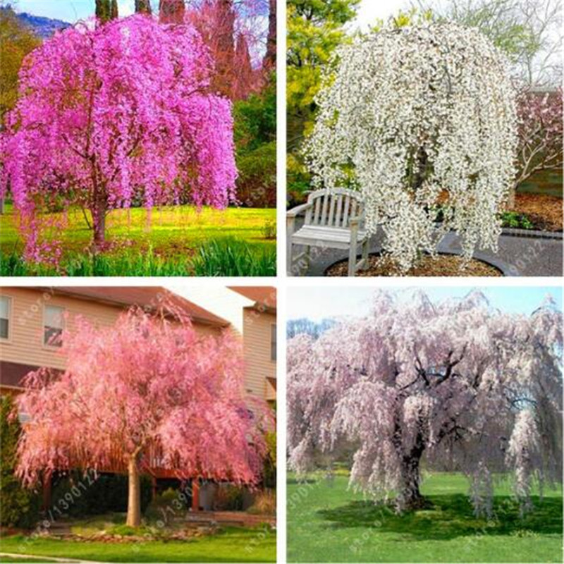 

20 pcs/bag Weeping Sakura Seeds, cherry blossom seeds, beautiful sakura tree bonsai pot plant tree flower seeds for home garden