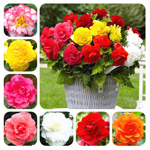 Begonia Seeds 20 Pcs Malus Spectabilis Potted Rare Balcony Patio Flower Seed For Home Garden Planting Easy To Grow
Begonia Seeds 20 Pcs Malus Spectabilis Potted Rare Balcony Patio Flower Seed For Home Garden Planting Easy To Grow