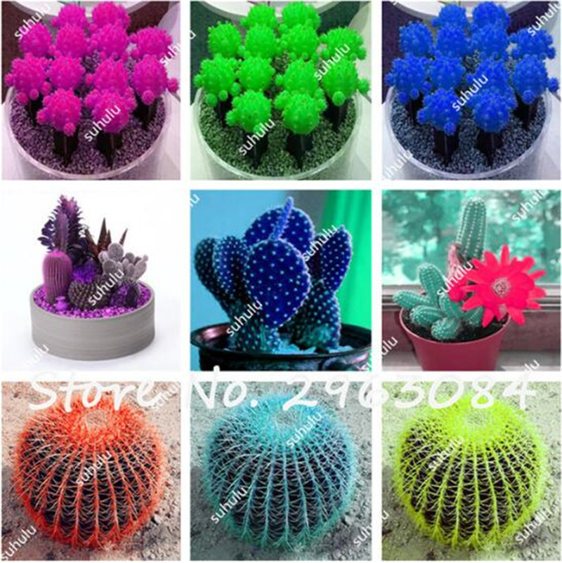 10 Pcs Succulents Seeds Cactus Hybrid Bonsai Seeds Different Cacti Species, Mixed Cactus Seeds Cactaceae Radiation Absorption
10 Pcs Succulents Seeds Cactus Hybrid Bonsai Seeds Different Cacti Species, Mixed Cactus Seeds Cactaceae Radiation Absorption