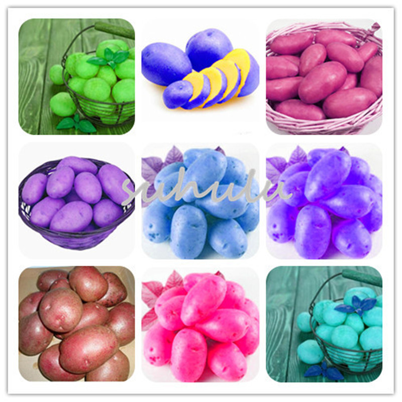 Hot Sale! 100 Pcs/Bag Sweet Potato Seeds Non-GMO Delicious Vegetables Seeds Healthy Fresh Food Garden Supplies Bonsai Plant for Home Garden
Hot Sale! 100 Pcs/Bag Sweet Potato Seeds Non-GMO Delicious Vegetables Seeds Healthy Fresh Food Garden Supplies Bonsai Plant for Home Garden