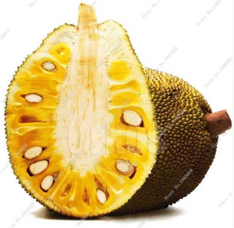 New Fresh Seeds Tropical Rare Seed Fruit Trees Jackfruit Seeds Pot Large New Garden Plants Flowering Plants 10 pcs Free Shipping
New Fresh Seeds Tropical Rare Seed Fruit Trees Jackfruit Seeds Pot Large New Garden Plants Flowering Plants 10 pcs Free Shipping