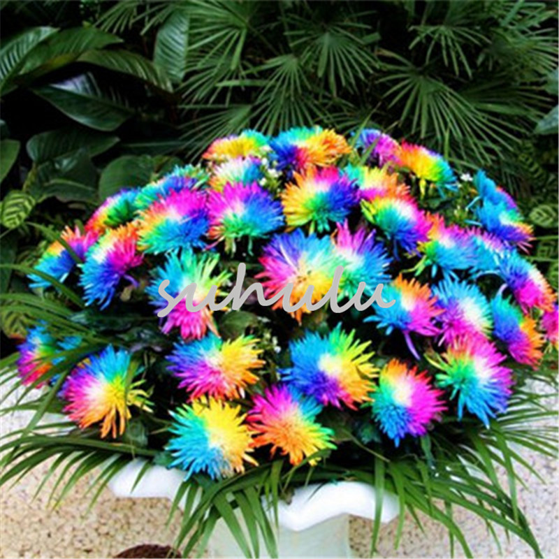 100 Pcs/bag Rainbow Chrysanthemum Flower Seeds, Ornamental Bonsai, Rare Color ,New Choose More Chrysanthemum Seeds Garden Flower Plant
100 Pcs/bag Rainbow Chrysanthemum Flower Seeds, Ornamental Bonsai, Rare Color ,New Choose More Chrysanthemum Seeds Garden Flower Plant