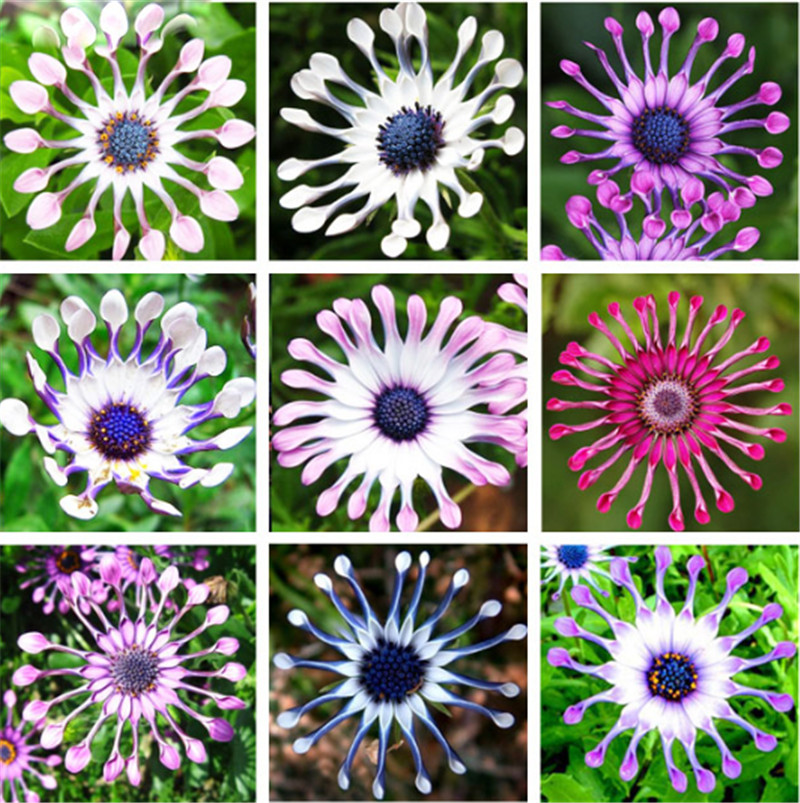 Mix Colors Available Hot Selling 100 Pcs Osteospermum Seeds Potted Flowering Plants Blue Daisy Flower Beauty Your Garden
Mix Colors Available Hot Selling 100 Pcs Osteospermum Seeds Potted Flowering Plants Blue Daisy Flower Beauty Your Garden