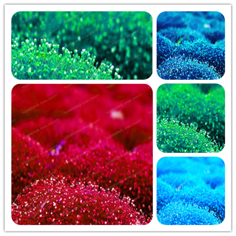 Imported Irish Moss Seeds 100 Pcs Five Colors To Choose Sagina Subulata Seeds Moss Seeds Garden Creative Garnish Plant Diy
Imported Irish Moss Seeds 100 Pcs Five Colors To Choose Sagina Subulata Seeds Moss Seeds Garden Creative Garnish Plant Diy