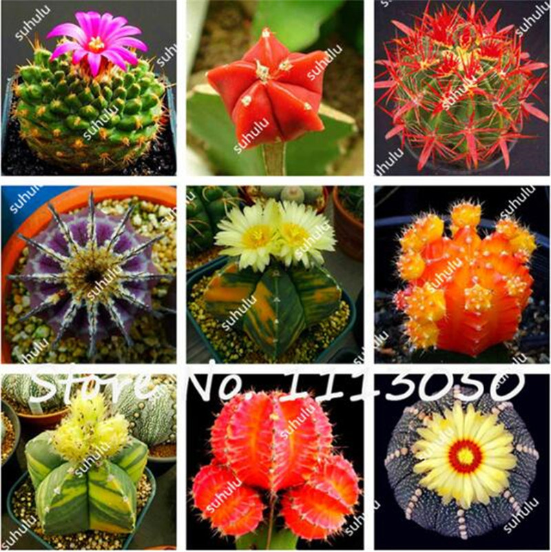 Best-selling 100 pcs Japanese Succulents Seeds Flowering Cactus Seeds Rare Flower Sementes Bonsai Seeds, Anti-radiation Computer
Best-selling 100 pcs Japanese Succulents Seeds Flowering Cactus Seeds Rare Flower Sementes Bonsai Seeds, Anti-radiation Computer
