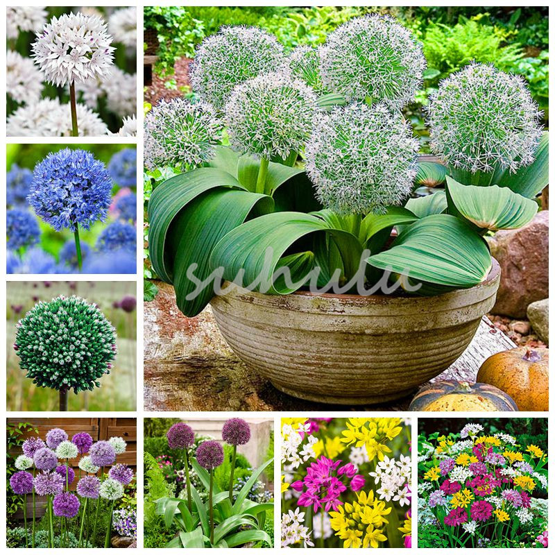 Creative Plant 100Pcs Mixed Giant Onion Seeds Allium Giganteum Flower Bonsai Plant DIY Home Garden Plant Free Shipping
Creative Plant 100Pcs Mixed Giant Onion Seeds Allium Giganteum Flower Bonsai Plant DIY Home Garden Plant Free Shipping