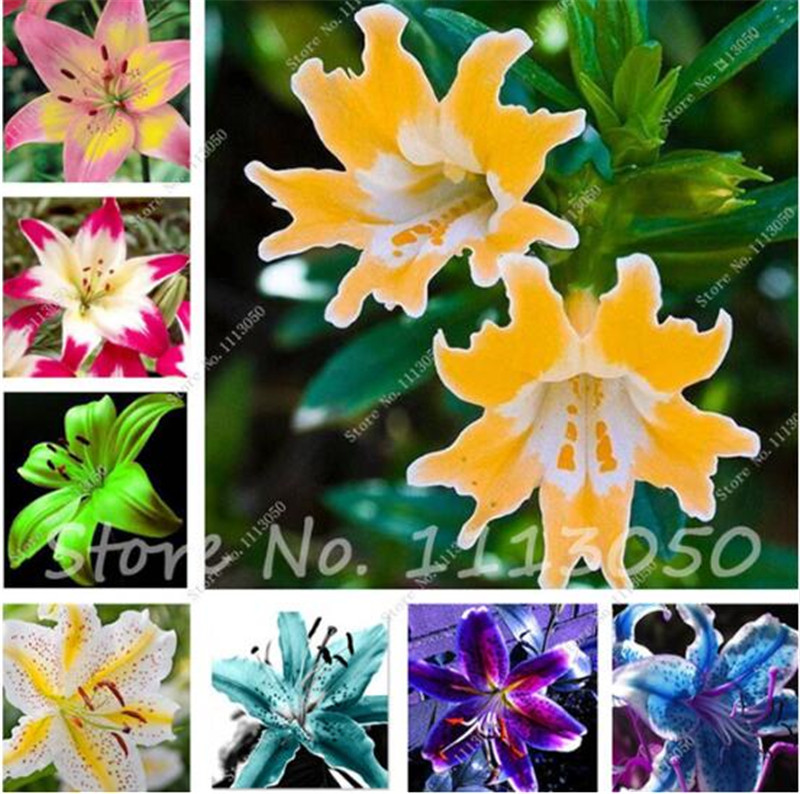 Free Shipping 100 Pcs 10 Colors Lily Seeds,Cheap Perfume Lilies Seeds, Rare Color Flower Garden Plants Semenatsvety Perennial Garden
Free Shipping 100 Pcs 10 Colors Lily Seeds,Cheap Perfume Lilies Seeds, Rare Color Flower Garden Plants Semenatsvety Perennial Garden
