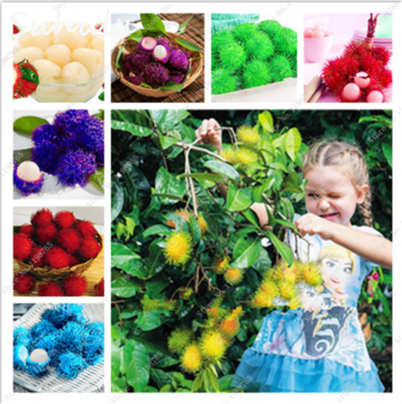 10 Pcs Rambutan Seeds Red Fruits Malaysia Miracle Fruit Seeds Plant Giant Plant Tree New Outdoor Vegetable Fruit Jardin Pots Rare Funny Gift
10 Pcs Rambutan Seeds Red Fruits Malaysia Miracle Fruit Seeds Plant Giant Plant Tree New Outdoor Vegetable Fruit Jardin Pots Rare Funny Gift