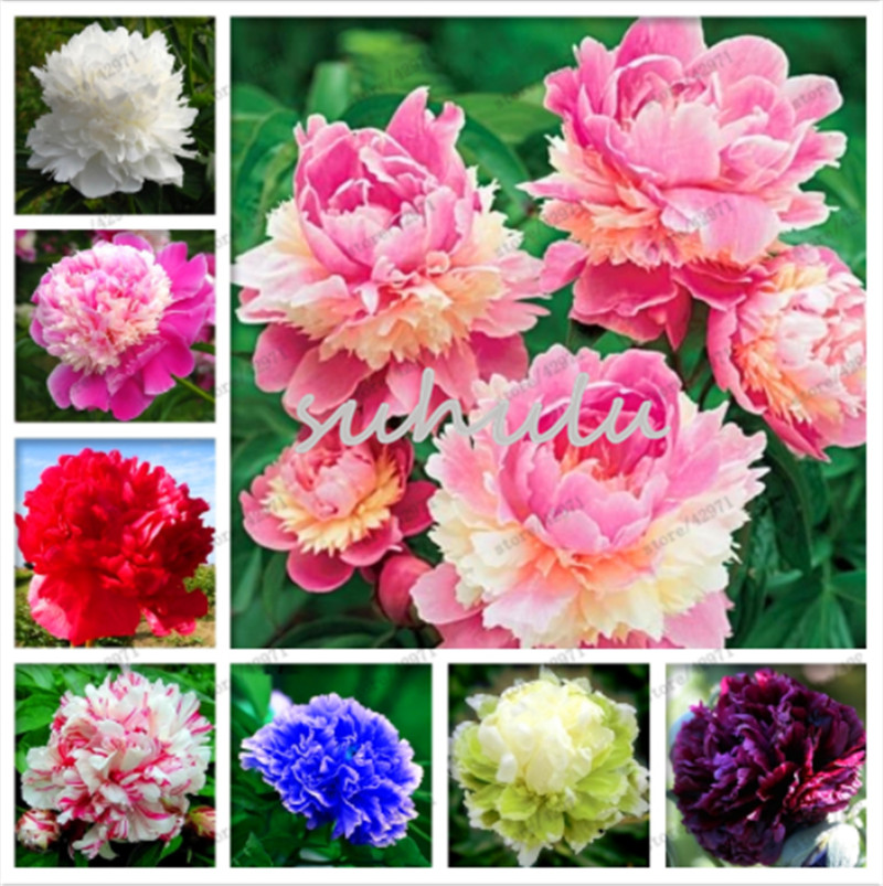 10 Pcs Rare Double Peony Seeds,Mixed Perennial Peony Flowers Chinese Paeonia Suffruticosa Seeds Diy Home & Garden Plants
10 Pcs Rare Double Peony Seeds,Mixed Perennial Peony Flowers Chinese Paeonia Suffruticosa Seeds Diy Home & Garden Plants