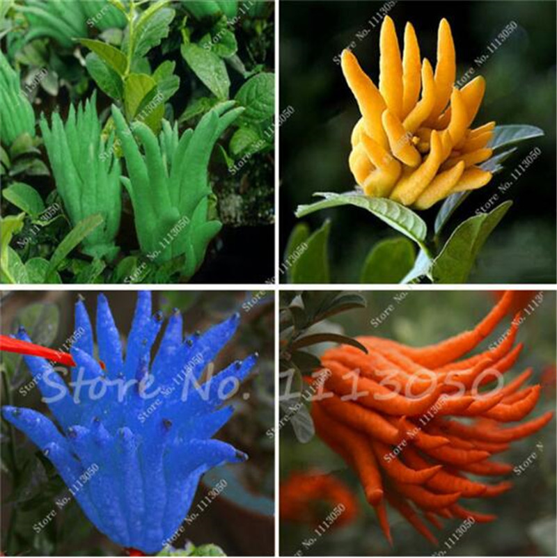New 50 Pcs Bergamot Seeds,Family Potted Plants,Colourful Buddha Hand Seeds,Purify Air,Tropical Fruit Seeds DIY Potted Plant
New 50 Pcs Bergamot Seeds,Family Potted Plants,Colourful Buddha Hand Seeds,Purify Air,Tropical Fruit Seeds DIY Potted Plant