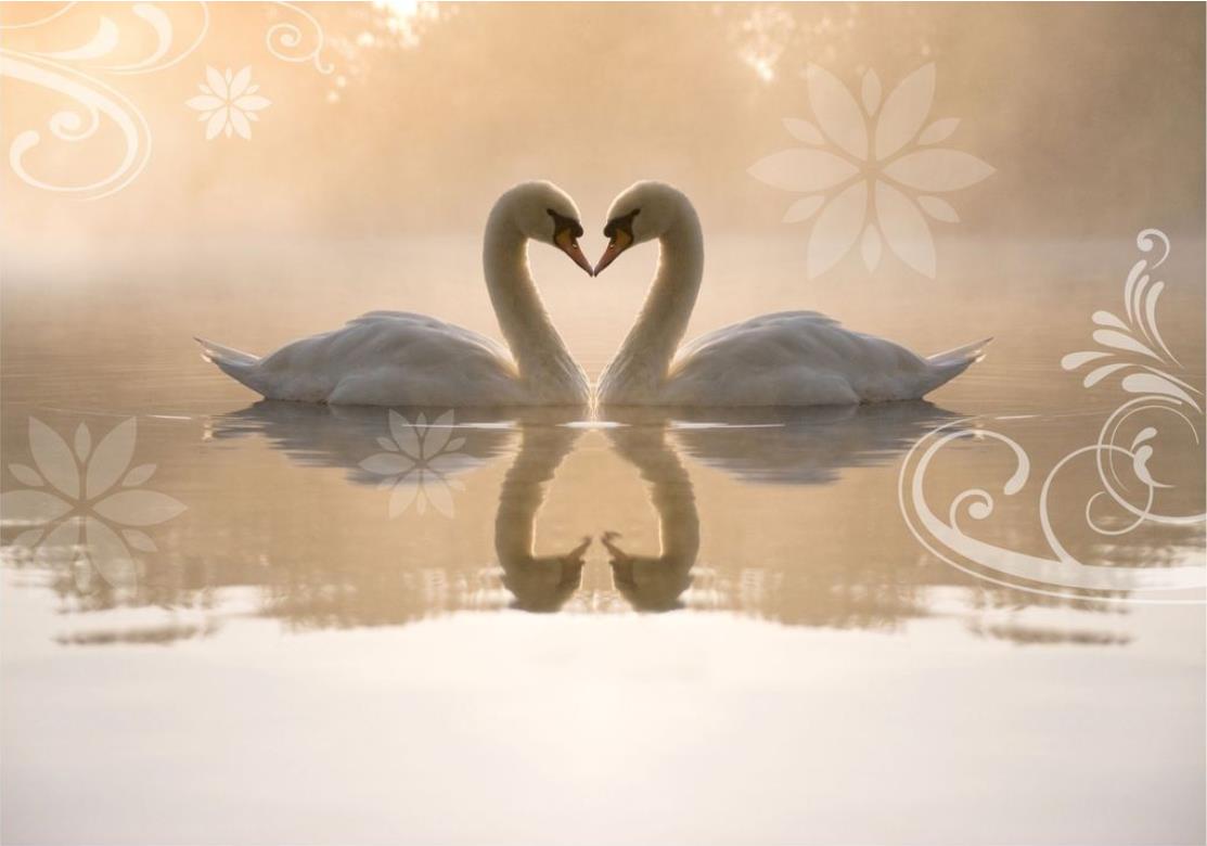 Custom 3d wall murals wallpaper 3d photo wallpaper murals Beautiful swan lake television background wall livingroom Wallpaper decoration, Custom any size
Custom 3d wall murals wallpaper 3d photo wallpaper murals Beautiful swan lake television background wall livingroom Wallpaper decoration, Custom any size