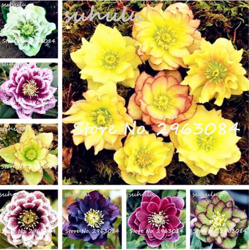 New Japanese Bonsai Potted Plants Helleborus Seeds 100 Pcs Diy Home Garden Plant Flowers Like Camellia Bonsai Semente Semillas
New Japanese Bonsai Potted Plants Helleborus Seeds 100 Pcs Diy Home Garden Plant Flowers Like Camellia Bonsai Semente Semillas