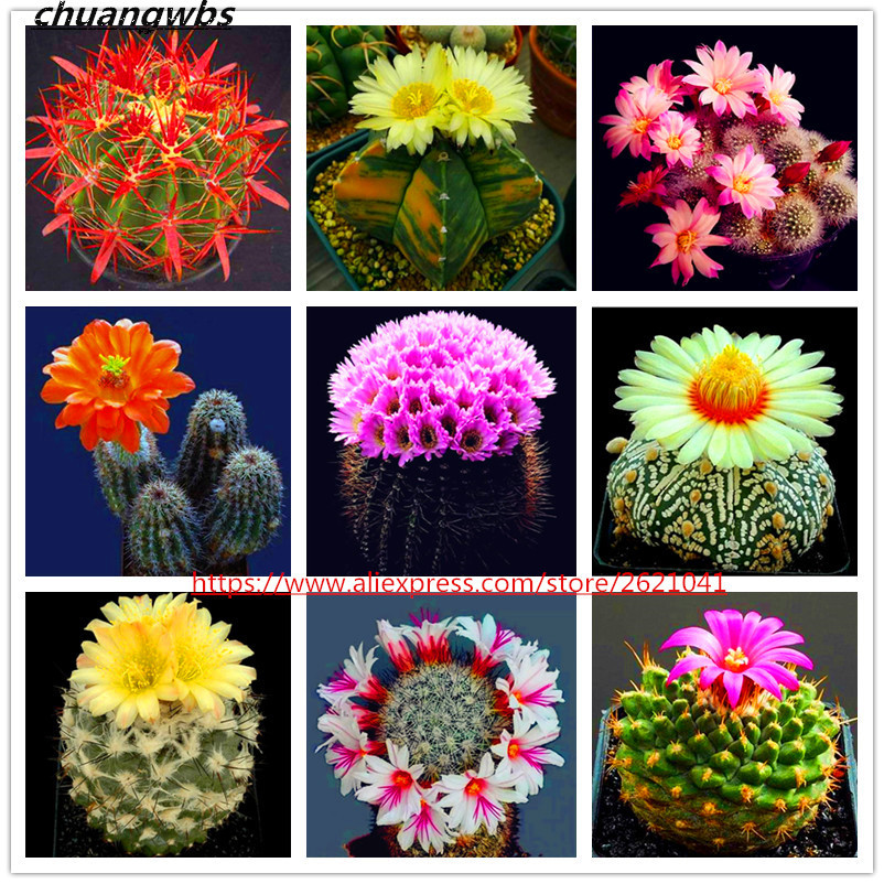 100 Pcs/bag Mini Cactus Seeds Rare Succulent Perennial Herb Plants Bonsai Pot Flower Seeds Indoor Plant For Home Garden от DHgate WW