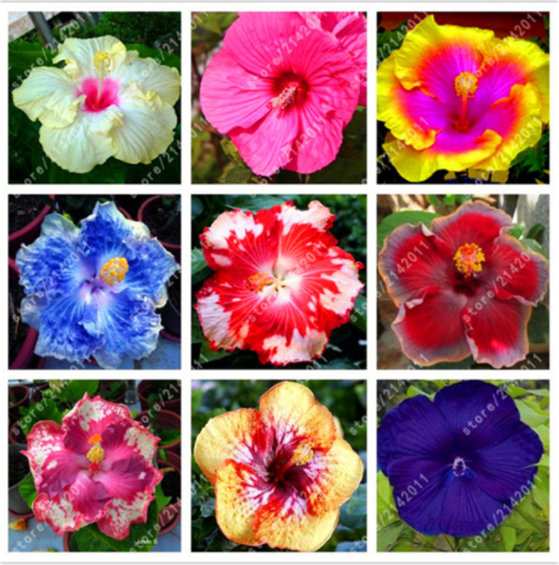 100pcs/Bag Mixed Hibiscus Flower Seeds Giant Hibiscus Seed Bonsai Flower Seeds Outdoor Plant Seeds For Home Garden Easy To Grow
100pcs/Bag Mixed Hibiscus Flower Seeds Giant Hibiscus Seed Bonsai Flower Seeds Outdoor Plant Seeds For Home Garden Easy To Grow