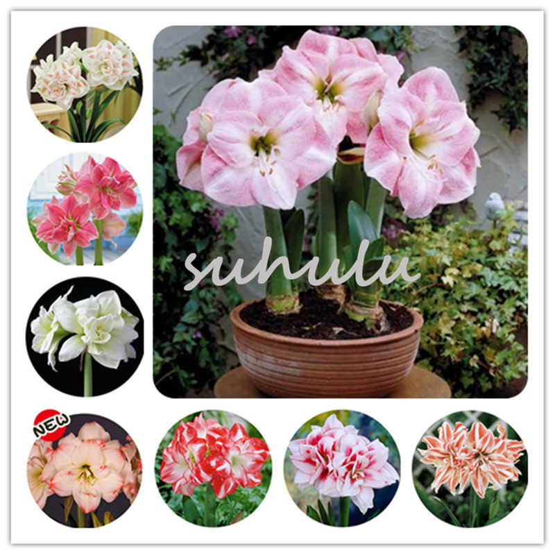 100 pcs/bag mixed amaryllis seeds,(not amaryllis bulbs), bonsai flower seeds hippeastrum Barbados Lily plant for home garden plant
100 pcs/bag mixed amaryllis seeds,(not amaryllis bulbs), bonsai flower seeds hippeastrum Barbados Lily plant for home garden plant