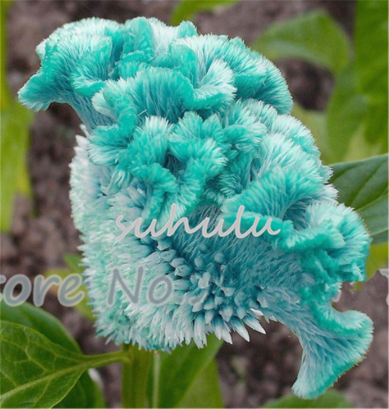 100 pcs blue Cockscomb seeds, celosia spicata plant,colorful bonsai flower seeds Pure blue Cockscomb tree potted for home garden plant
100 pcs blue Cockscomb seeds, celosia spicata plant,colorful bonsai flower seeds Pure blue Cockscomb tree potted for home garden plant