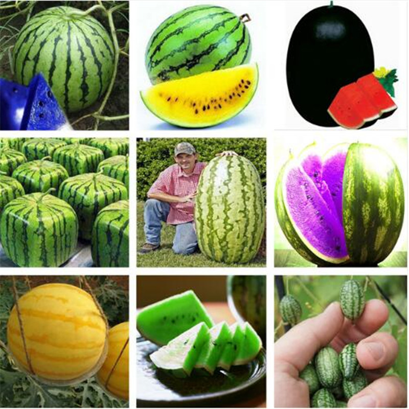 12 Kinds Rare Chinese Watermelon Seeds Can to be Choose Delicious Fruit Water Melon Seeds Bonsai Plants Seeds - 30 pcs/bag от DHgate WW